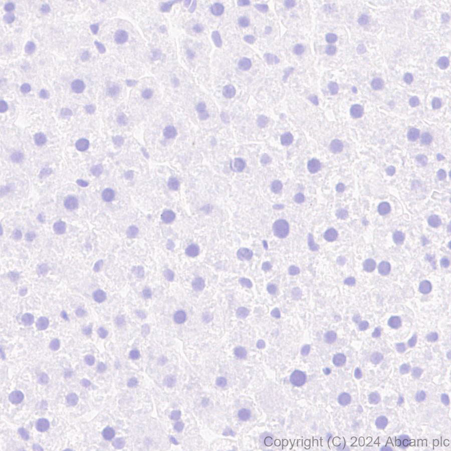 Immunohistochemistry (Formalin/PFA-fixed paraffin-embedded sections) - Anti-PKC gamma antibody [EPR28643-68] (ab317315), expandable thumbnail