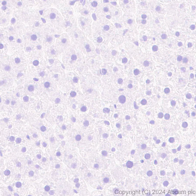 Immunohistochemistry (Formalin/PFA-fixed paraffin-embedded sections) - Anti-PKC gamma antibody [EPR28643-68] (AB317315)