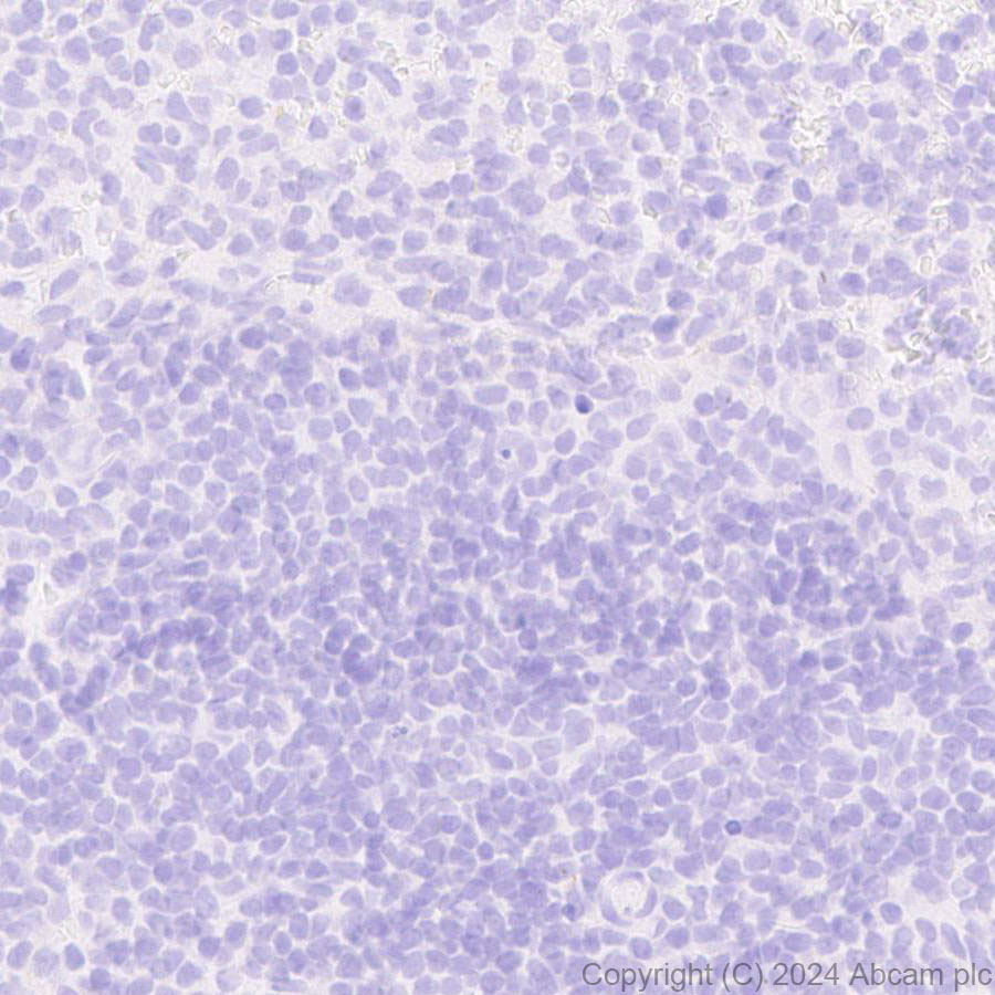 Immunohistochemistry (Formalin/PFA-fixed paraffin-embedded sections) - Anti-PKC gamma antibody [EPR28643-68] (ab317315), expandable thumbnail