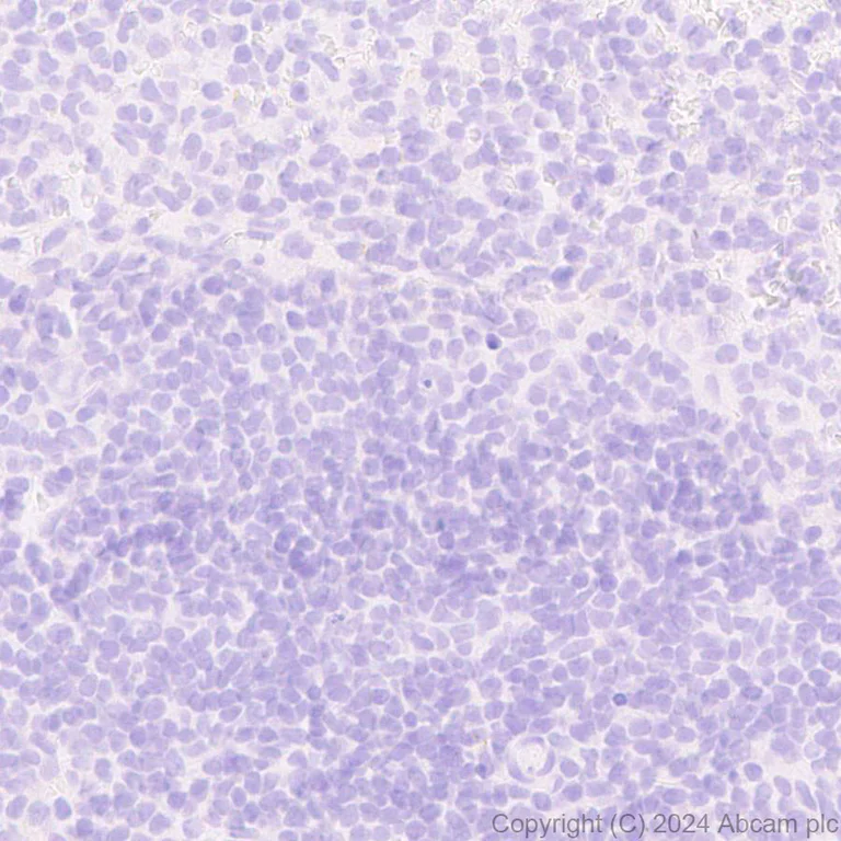 Immunohistochemistry (Formalin/PFA-fixed paraffin-embedded sections) - Anti-PKC gamma antibody [EPR28643-68] (AB317315)