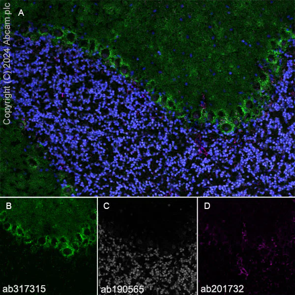 Immunohistochemistry (Frozen sections) - Anti-PKC gamma antibody [EPR28643-68] (AB317315)
