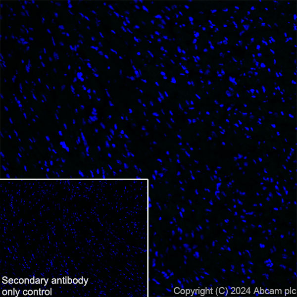 Immunohistochemistry (Frozen sections) - Anti-PKC gamma antibody [EPR28643-68] (AB317315), expandable thumbnail