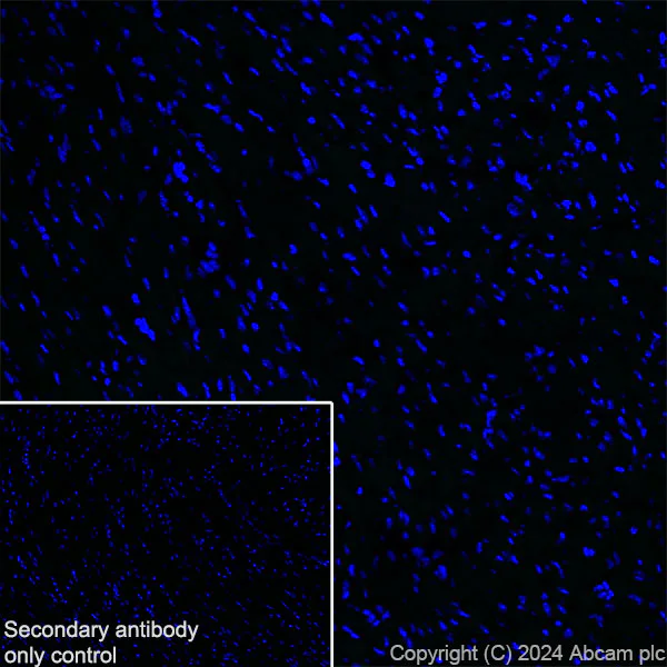 Immunohistochemistry (Frozen sections) - Anti-PKC gamma antibody [EPR28643-68] (AB317315)