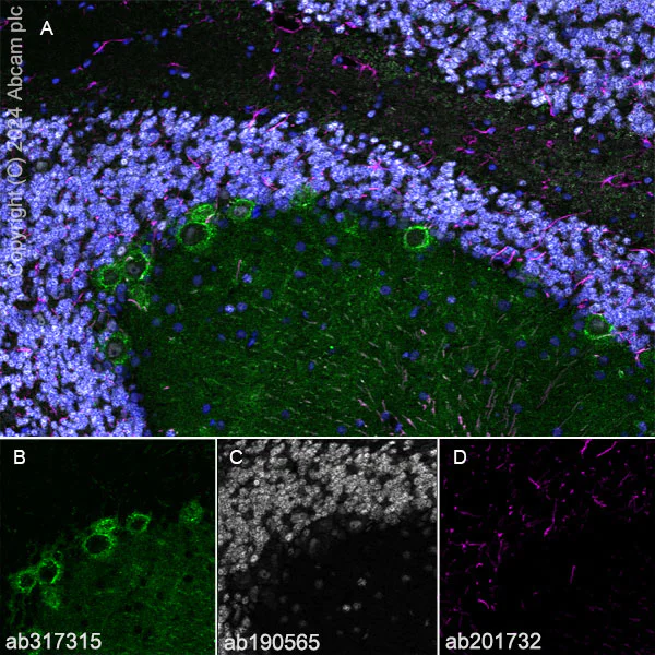 Immunohistochemistry (Frozen sections) - Anti-PKC gamma antibody [EPR28643-68] (AB317315)