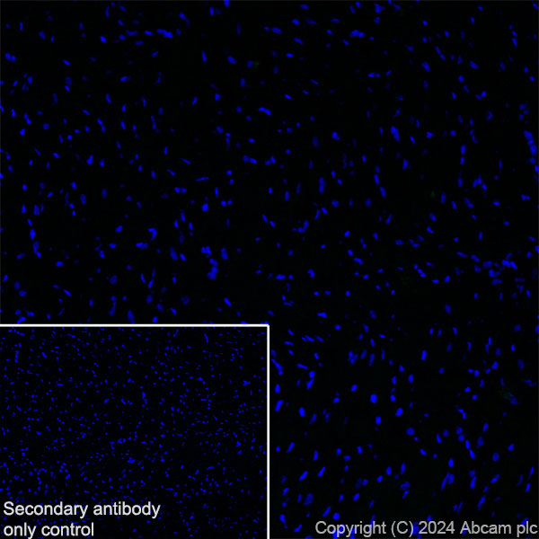Immunohistochemistry (Frozen sections) - Anti-PKC gamma antibody [EPR28643-68] (ab317315), expandable thumbnail