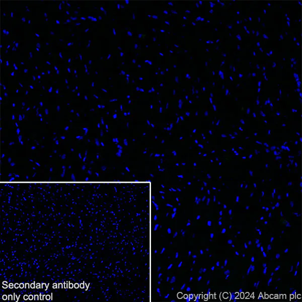 Immunohistochemistry (Frozen sections) - Anti-PKC gamma antibody [EPR28643-68] (AB317315)
