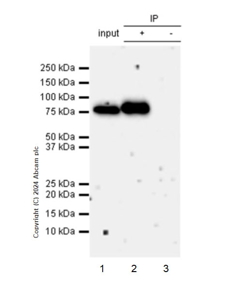 Immunoprecipitation - Anti-PKC gamma antibody [EPR28643-68] (ab317315), expandable thumbnail
