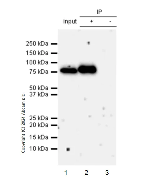 Immunoprecipitation - Anti-PKC gamma antibody [EPR28643-68] (AB317315)