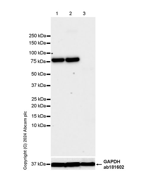 Western blot - Anti-PKC gamma antibody [EPR28643-68] (AB317315), expandable thumbnail