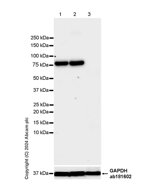 Western blot - Anti-PKC gamma antibody [EPR28643-68] (AB317315)