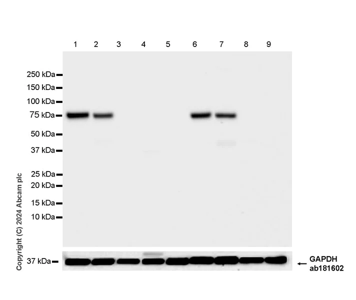 Western blot - Anti-PKC gamma antibody [EPR28643-68] (AB317315)