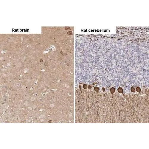 Immunohistochemistry (Formalin/PFA-fixed paraffin-embedded sections) - Anti-PKC gamma antibody [HL2226] (AB317170)