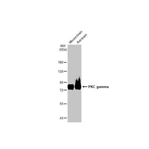 Western blot - Anti-PKC gamma antibody [HL2226] (AB317170)