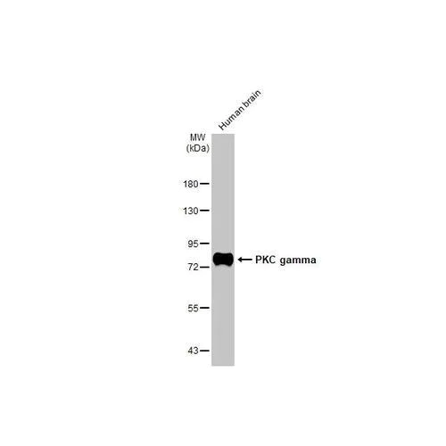 Western blot - Anti-PKC gamma antibody [HL2226] (AB317170)