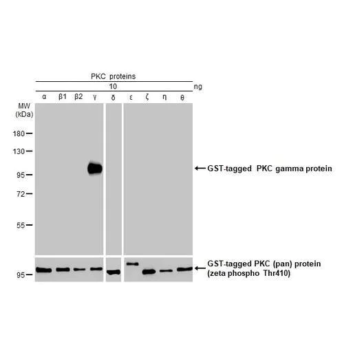 Western blot - Anti-PKC gamma antibody [HL2226] (AB317170)