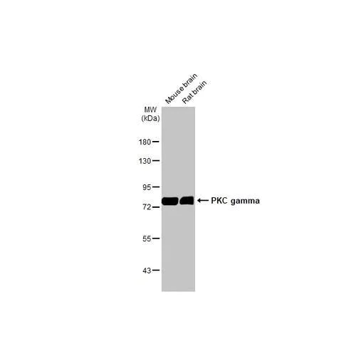 Western blot - Anti-PKC gamma antibody [HL2227] (AB317171)