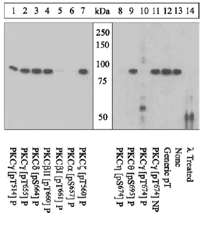 Western blot - Anti-PKC gamma (phospho T674) antibody (AB5797)