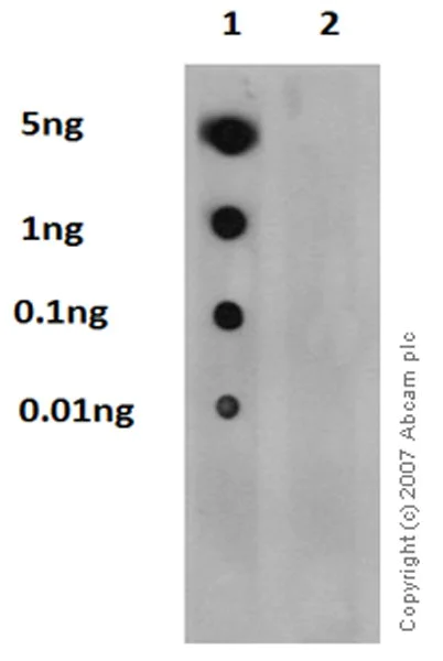 Dot Blot - Anti-PKC (phospho S660) antibody [EP1902Y] (AB75837)