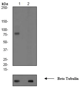 Western blot - Anti-PKC (phospho S660) antibody [EP1902Y] (AB75837)