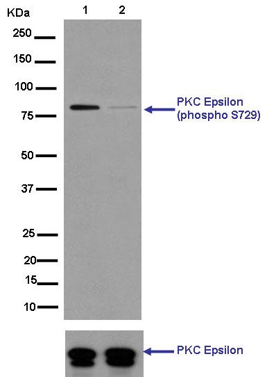 Western blot - Anti-PKC (phospho S729) antibody [EPR1483(N)] (AB181119)
