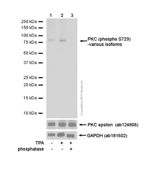 Western blot - Anti-PKC (phospho S729) antibody [EPR1483(N)] (AB181119)