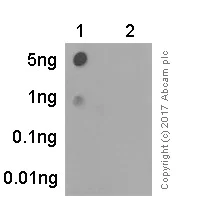 Dot Blot - Anti-PKC (phospho S729) antibody [EPR1483(N)] - BSA and Azide free (AB250360)