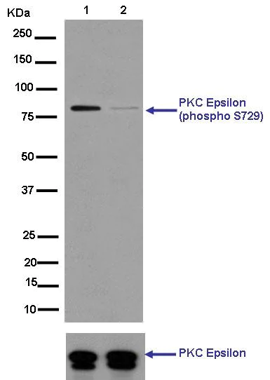Western blot - Anti-PKC (phospho S729) antibody [EPR1483(N)] - BSA and Azide free (AB250360)