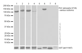 Western blot - Anti-PKC (phospho S729) antibody [EPR1483(N)] - BSA and Azide free (AB250360)
