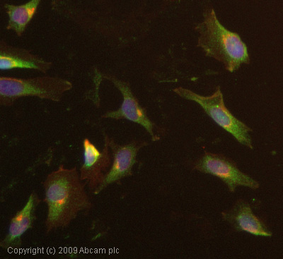 Immunocytochemistry/ Immunofluorescence - Anti-PKC (phospho T497) antibody (AB59411)