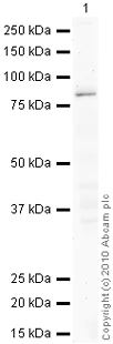 Western blot - Anti-PKC (phospho T497) antibody (AB59411)