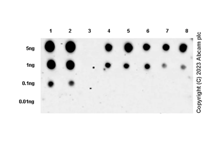Dot Blot - Anti-PKC (phospho T514) antibody [EP2730Y] (AB109539)