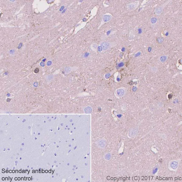 Immunohistochemistry (Formalin/PFA-fixed paraffin-embedded sections) - Anti-PKC (phospho T514) antibody [EP2730Y] (AB109539)