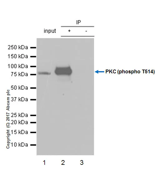 Immunoprecipitation - Anti-PKC (phospho T514) antibody [EP2730Y] (AB109539)