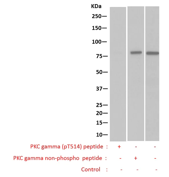 Western blot - Anti-PKC (phospho T514) antibody [EP2730Y] (AB109539)