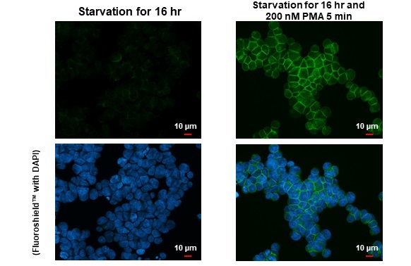 Immunocytochemistry/ Immunofluorescence - Anti-PKC theta phospho Thr219 antibody [HL1157] (AB308345), expandable thumbnail