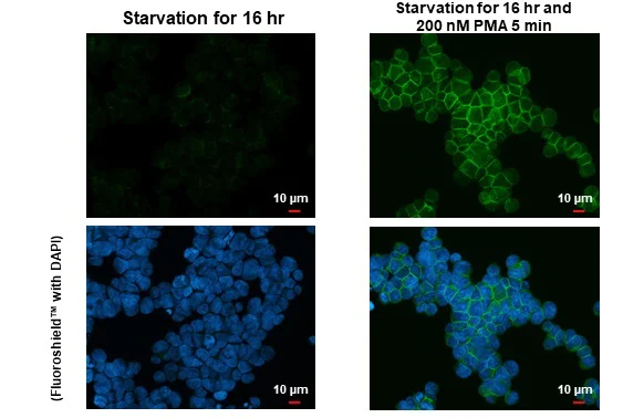 Immunocytochemistry/ Immunofluorescence - Anti-PKC theta phospho Thr219 antibody [HL1157] (AB308345)