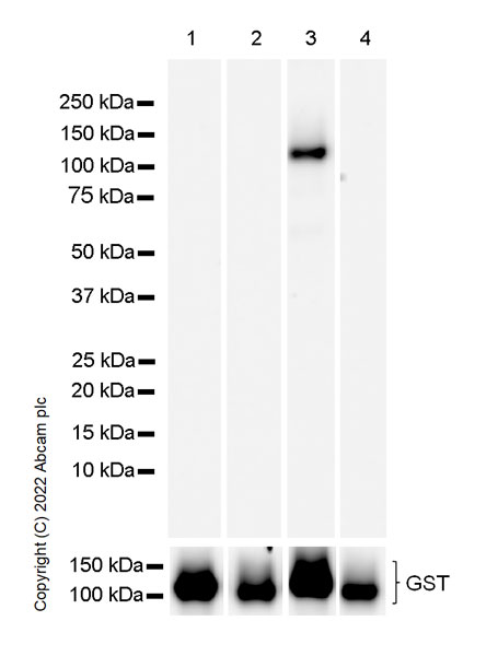 Western blot - Anti-PKC theta/PRKCQ antibody [27/PKC theta] (AB302891), expandable thumbnail