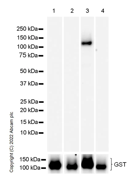 Western blot - Anti-PKC theta/PRKCQ antibody [27/PKC theta] (AB302891)