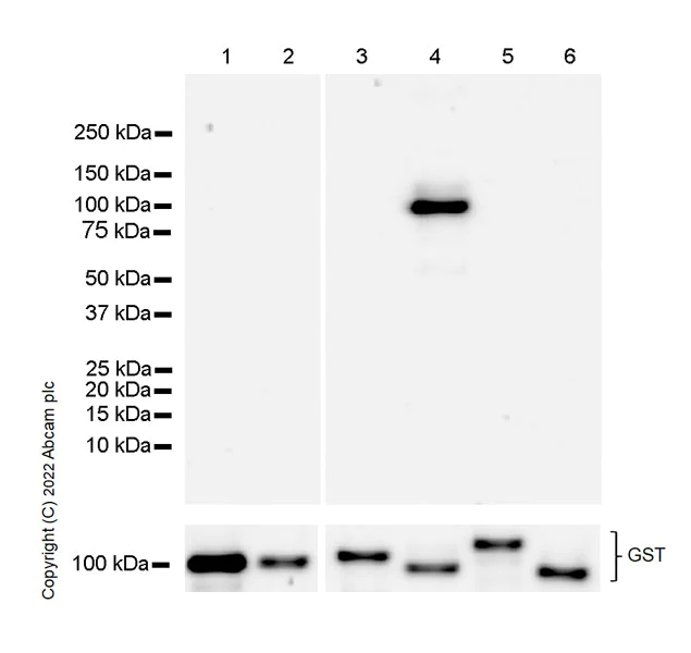 Western blot - Anti-PKC theta/PRKCQ antibody [27/PKC theta] - BSA and Azide Free (AB302892)