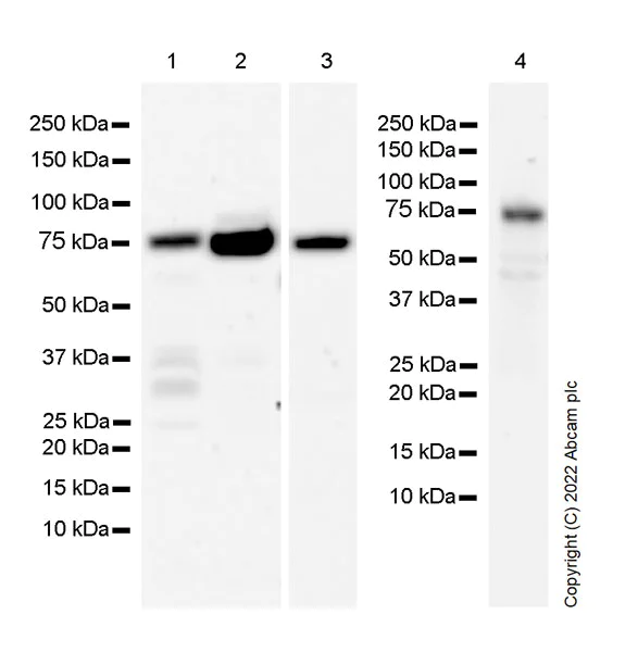 Western blot - Anti-PKC theta/PRKCQ antibody [27/PKC theta] - BSA and Azide Free (AB302892)