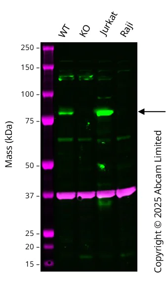 Western blot - Anti-PKC theta/PRKCQ antibody [27/PKC theta] - BSA and Azide Free (AB302892)