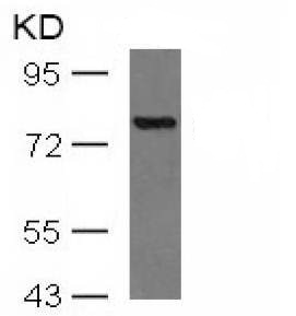 Western blot - Anti-PKC theta/PRKCQ antibody (AB131503), expandable thumbnail
