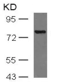 Western blot - Anti-PKC theta/PRKCQ antibody (AB131503)