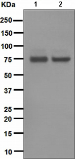 Western blot - Anti-PKC theta/PRKCQ antibody [EPR1487(2)] (AB110728)