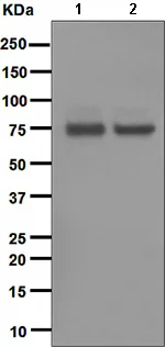 Western blot - Anti-PKC theta/PRKCQ antibody [EPR1487(2)] (AB110728)