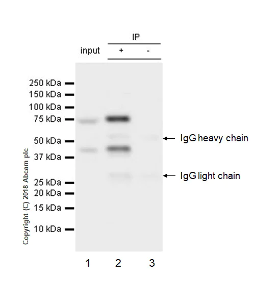 Immunoprecipitation - Anti-PKC theta/PRKCQ antibody [EPR22277] - BSA and Azide free (AB243851)