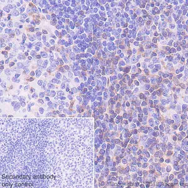 Immunohistochemistry (Formalin/PFA-fixed paraffin-embedded sections) - Anti-PKC theta/PRKCQ antibody [EPR22281] (AB230972)