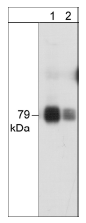 Western blot - Anti-PKC theta/PRKCQ antibody [M217] (AB76197)