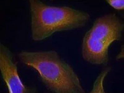 Immunocytochemistry/ Immunofluorescence - Anti-PKC theta/PRKCQ (phospho S676) antibody (AB131479)