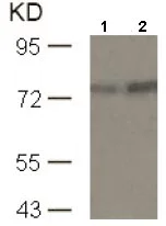 Western blot - Anti-PKC theta/PRKCQ (phospho S676) antibody (AB131479)